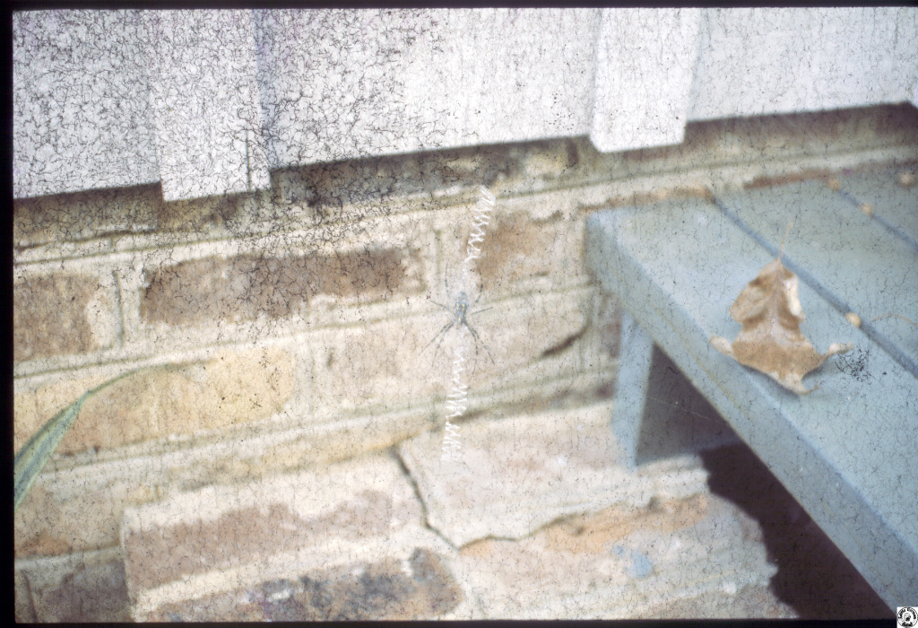 spider 3.jpg